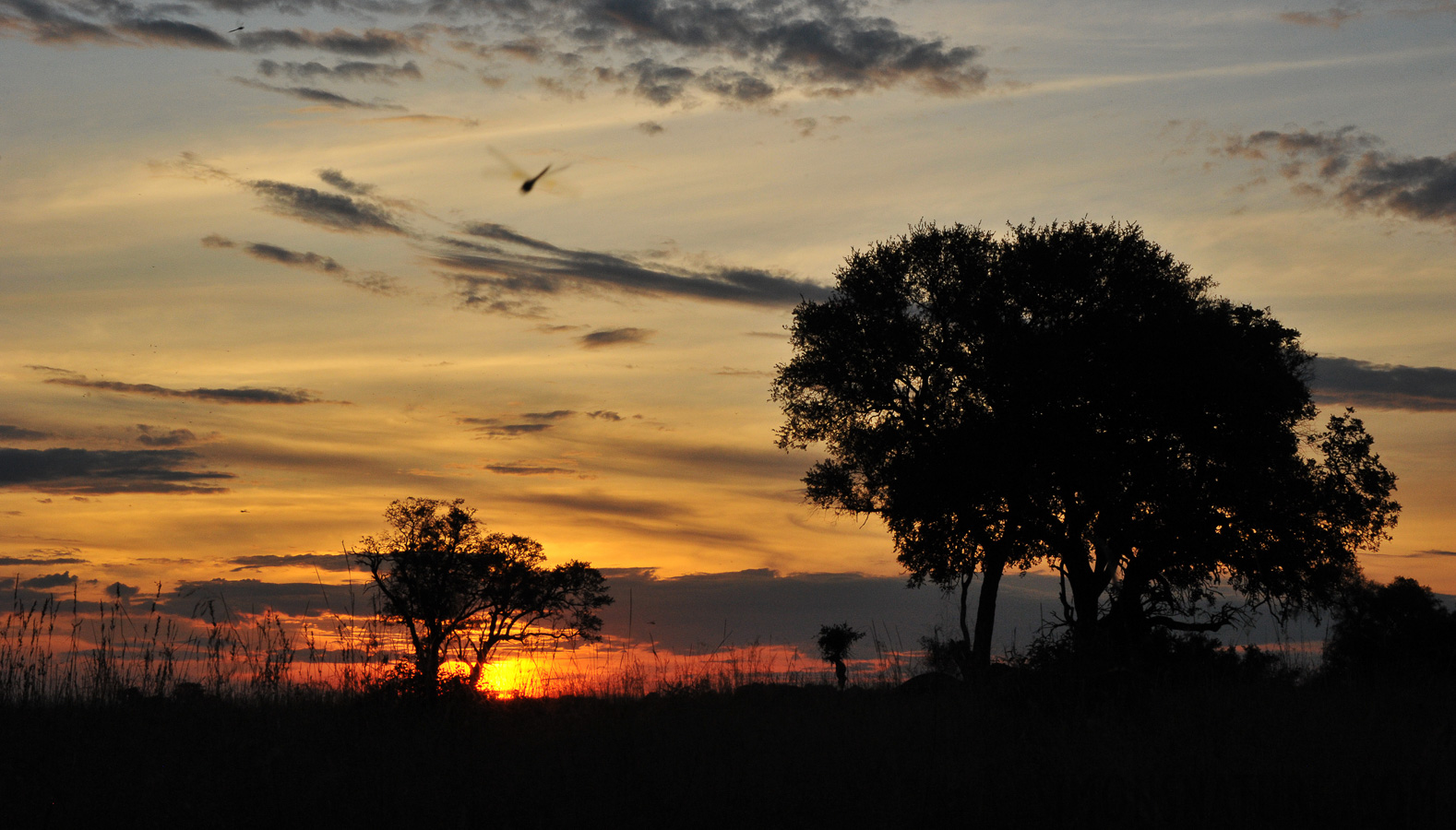 Okavango Delta [78 mm, 1/200 Sek. bei f / 20, ISO 1600]